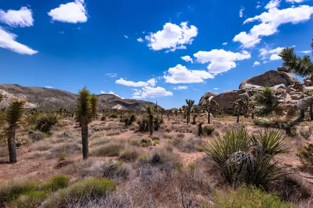Trusted behavioral health services near Rancho Peñasquitos helping adults heal emotionally